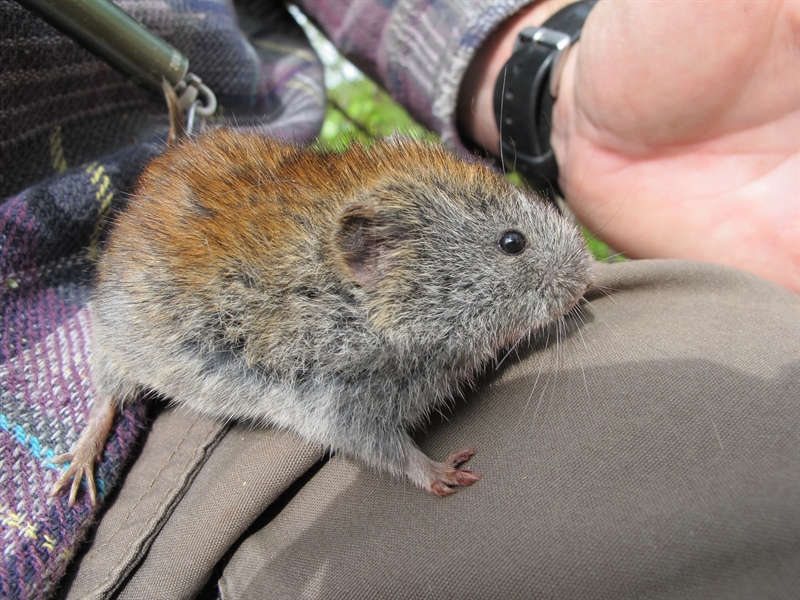 Scientific paper: Monitoring small rodents with camera traps