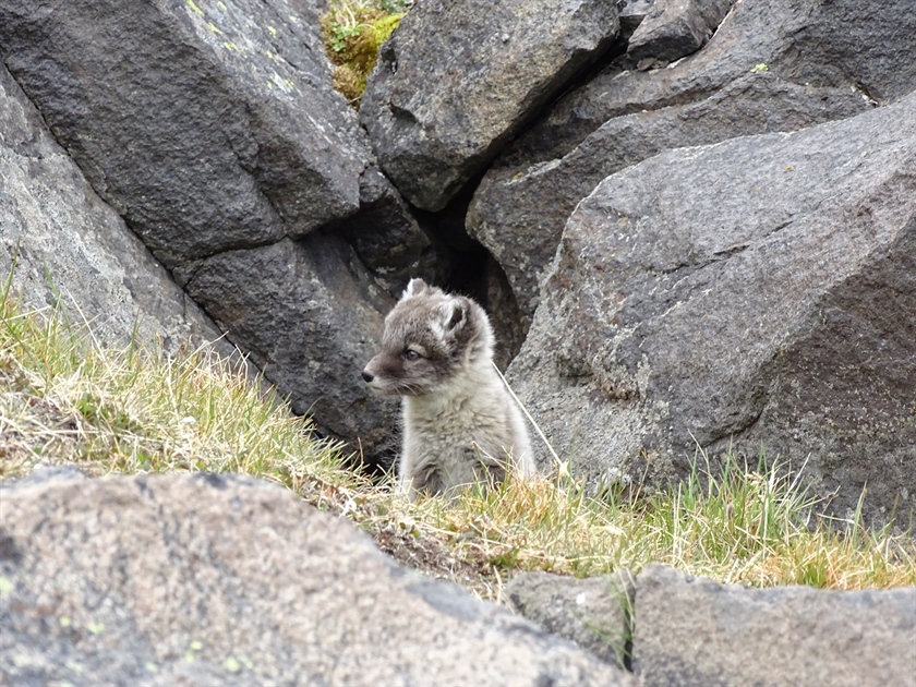 Feltrapport fra Svalbard