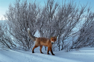 The red fox trapping has started - follow the red foxes live!