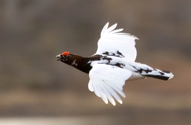 Innsamling av vinger fra liryper til genetikkanalyser - Varanger 2024