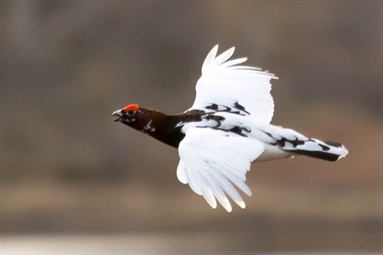 Innsamling av vinger fra liryper til genetikkanalyser - Varanger 2024