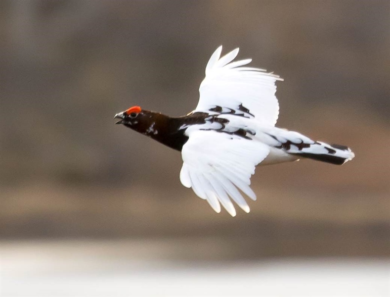 Innsamling av vinger fra liryper til genetikkanalyser - Varanger 2024