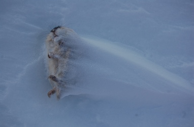 New study states: Areas with mild winters have lower rodent population peaks