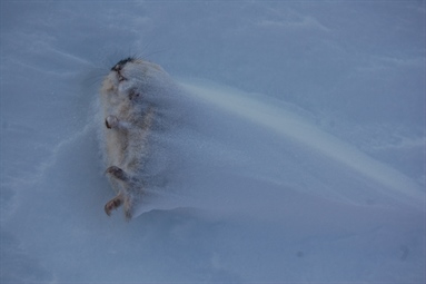 New study states: Areas with mild winters have lower rodent population peaks