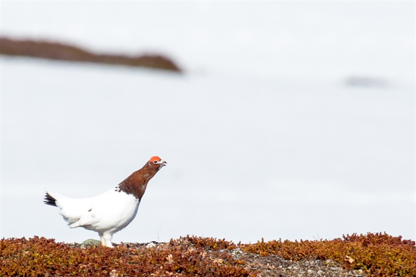 Kan bli større nedgang enn forventet for lirype i Finnmark