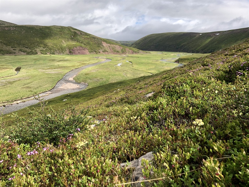 No evidence of long-term warming and reindeer grazing influencing the quality of plant species on reindeer summer pastures in Finnmark