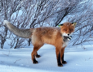 Hvor vandrer rødreven?