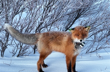 Where does the fox run?