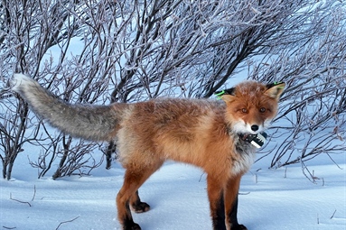 Where does the fox run?