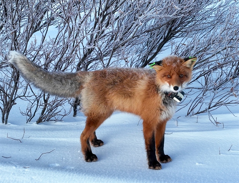 Where does the fox run?