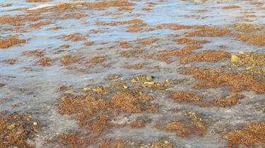 Fjernmålt grønnhet er lavere i høyereliggende deler av Svalbard tundraen der det har vært islag på bakken