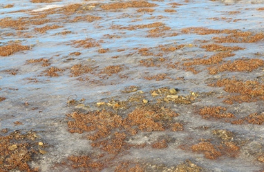 Remotely measured greenness is lower in higher-altitude areas of the Svalbard tundra where ground ice has formed