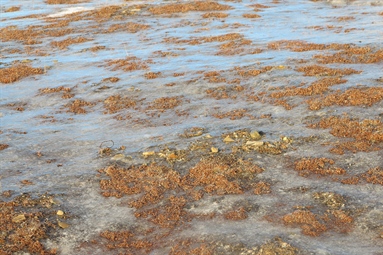 Remotely measured greenness is lower in higher-altitude areas of the Svalbard tundra where ground ice has formed