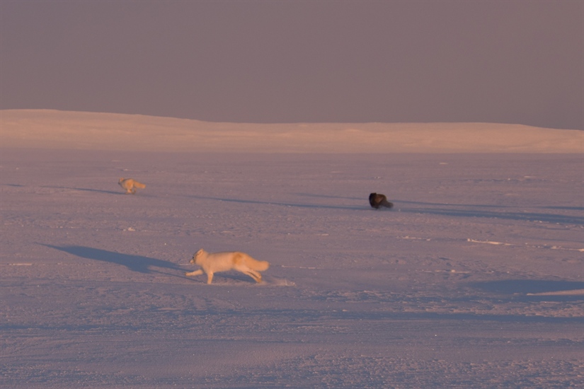 Eight Arctic foxes released on the Varanger Peninsula – to increase genetic diversity and contribute to population robustness