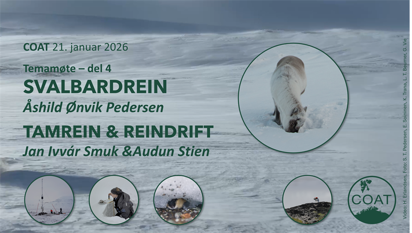 De nye vintrene er vanskelige for reinsdyr, mens somrene har blitt bedre