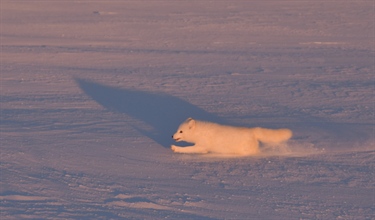 Tiltak for fjellrev nytter