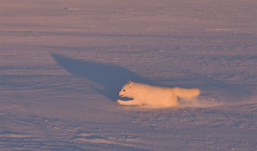 Tiltak for fjellrev nytter