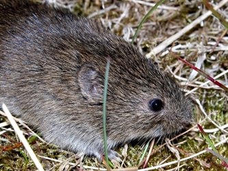 Ingen spredning av østmarkmus på Svalbard de siste 6 årene