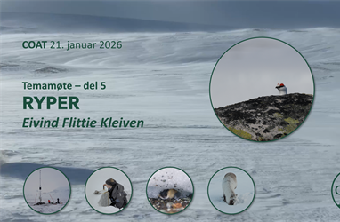 Snøforholdene i Arktis gir ulike utslag for rypene.