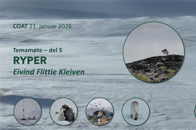 Snøforholdene i Arktis gir ulike utslag for rypene.