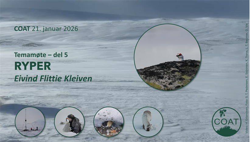 Snøforholdene i Arktis gir ulike utslag for rypene.