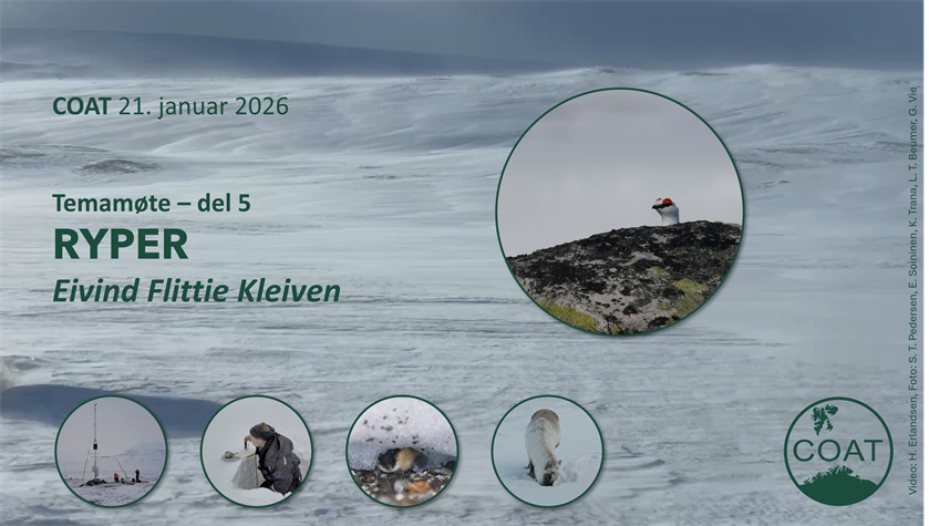 Snøforholdene i Arktis gir ulike utslag for rypene.