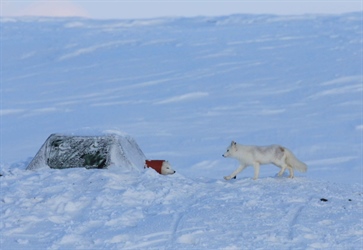 A new management action implemented in COAT Varanger Arctic fox module