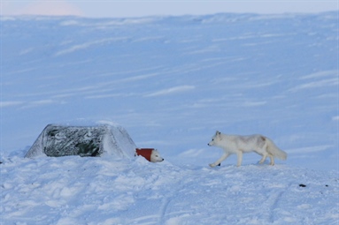A new management action implemented in COAT Varanger Arctic fox module