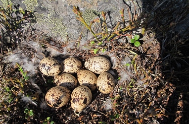 Declining tundra bird populations linked to Arctic greening