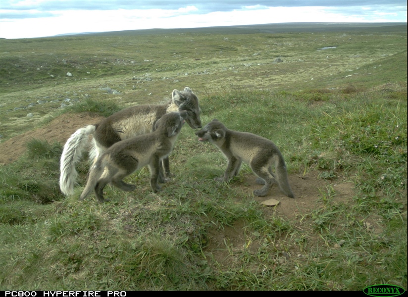 Good news from the arctic foxes in Varanger