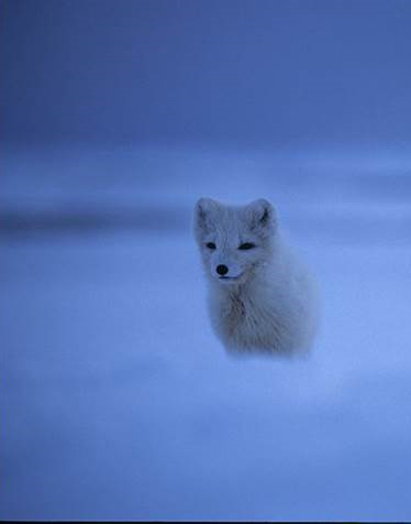 Arctic Fox, Species